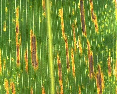 Gray Leaf Spot Most common foliar disease Up to