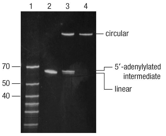 Note: Longer incubation times or larger amounts of CircLigase ssdna Ligase may improve the yield of circular ssdna. 3.