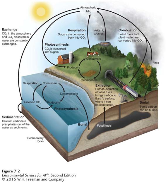 The Carbon Cycle The carbon cycle. Producers take up carbon from the atmosphere via photosynthesis and pass it on to consumers and decomposers.