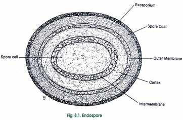 What are Spores (Bacterial Endospores)?