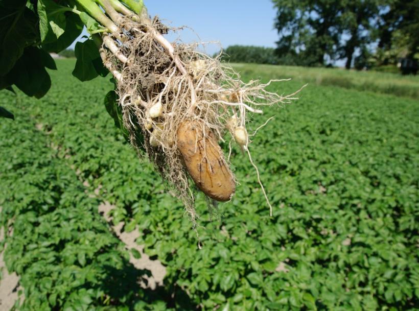 Potato farming systems: high value, impacted by