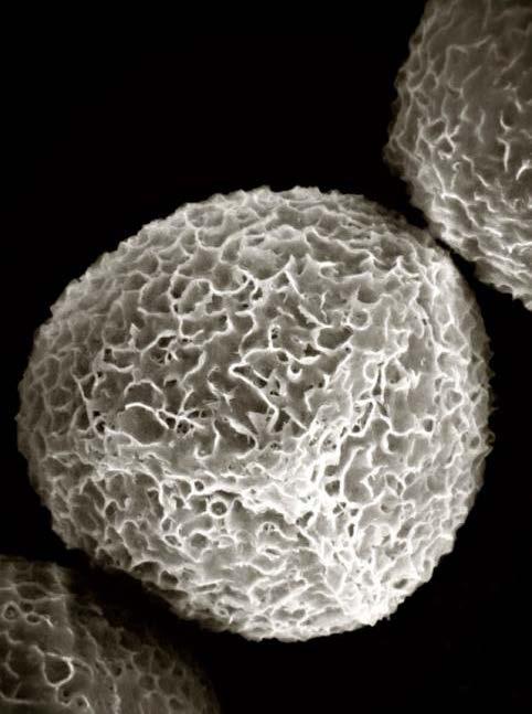 Microscopic and Nano-Scales Small
