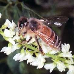 Honey Plants Clover