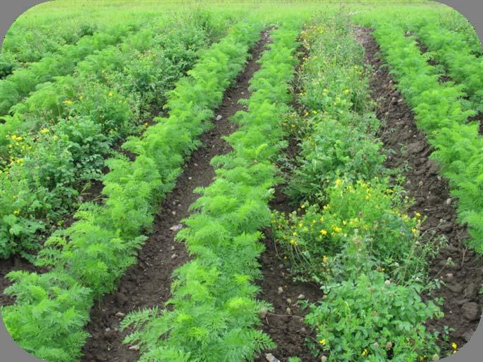 Growing carrots in rows between grass-legume mixtures for enhanced pest control and nutrient