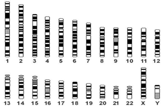 VNTR DNA POLIMORPHISM Lenght polymorphism - Variable number of tandem repeat Variable number of tandem repeat (VNTR) 10-100 nucleotides =