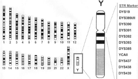 informativeness of the DNA test Y- CHROMOSOME MARKERS specific only for man Y-STR haplotyping after fluorescent