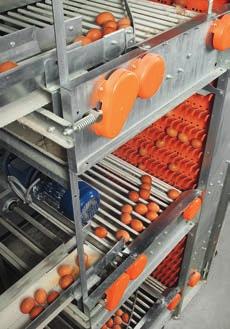 EggCellent Large collection capacity, only minimum maintenance requirements The EggCellent elevator designed by Big Dutchman is characterised by its large collection capacity and requires