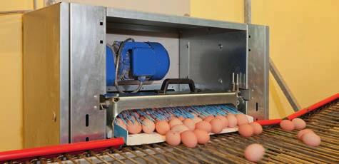 EGG COLLECTION SYSTEMS FOR ALTERNATIVE EGG PRODUCTION Alternative egg production as well as broiler breeder management, where single- or double-level laying nests are used,