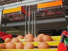 EggCam can be installed either at the longitudinal egg belt in every tier or at the cross belt.