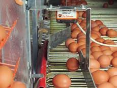 The Big Dutchman product range includes further egg counting systems. Let our experts help you find the perfect solution for your individual requirements.