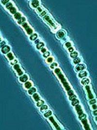 cyanobacteria in water can also do