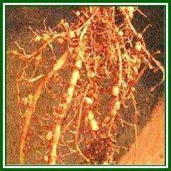 root nodules of legumes like peas.