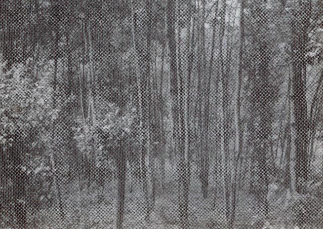 Growth and rooting system of Acacia mangium- I. Setiawan, M.I. Umboh & Supriyanto Figure 4a.
