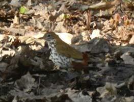 Wood Thrush Hylocichla mustelina Federal Listing State Listing Global Rank State Rank Regional Status N/A N/A G5 S5 Very High Photo by Pamela Hunt Justification (Reason for Concern in NH) The Wood