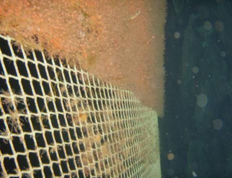 Biofouling Hydroids Fish farmers need clean nets: To reduce additional weight and