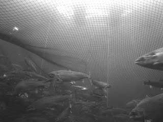 Submergible cage farming The biological criteria for submerged production Challenge - the physiological and behavioural limitations for production open swim bladder (physostomous): e.g. salmon closed swim bladder (physoclisti): e.