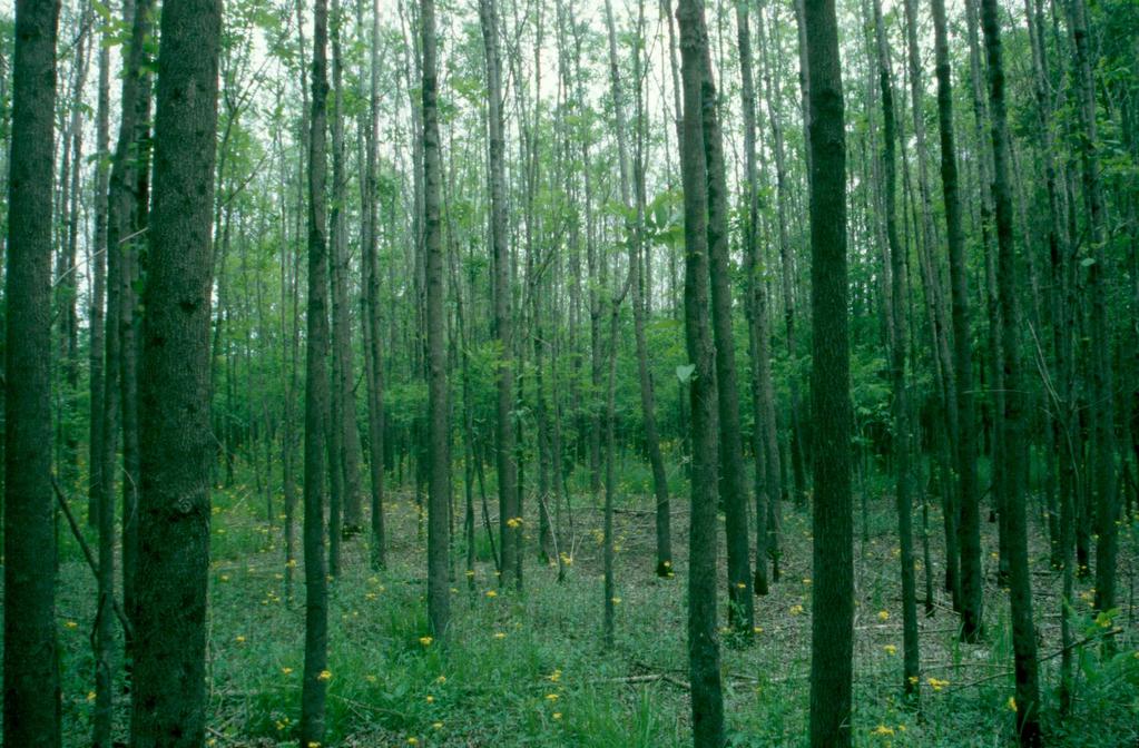 Stand Development Based Afforestation Mixed Species Model Involves taking knowledge of development patterns in natural stands and applying them to artificial mixtures Mixed-species plantations, by