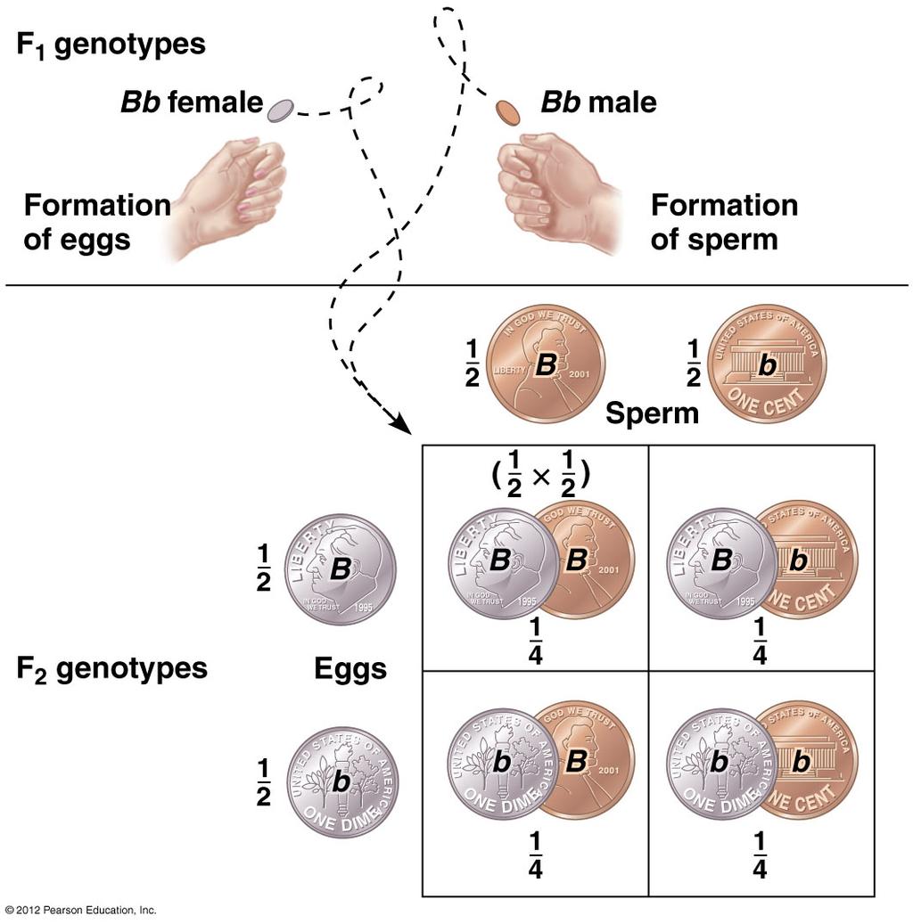 Mendel s Laws Apply to Humans Segregation and fertilization are chance events Each allele combination has a given