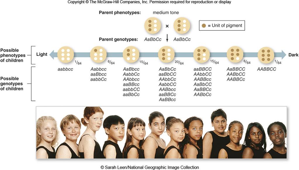 Some Traits Depend on Multiple Genes Skin color is a polygenic trait; it is affected by more than one gene.