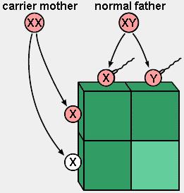 Punnet Square: X-linked Recessive Problem If mom is a carrier of an X-linked