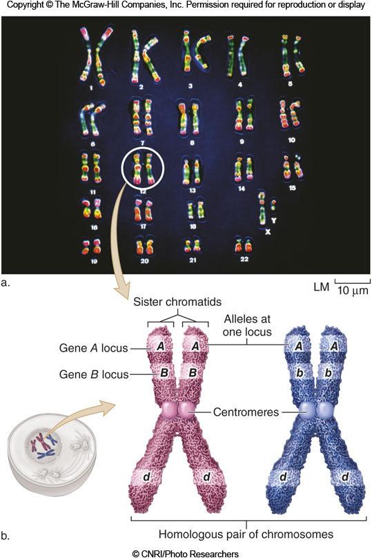 Chromosomes Are Packets of Genetic