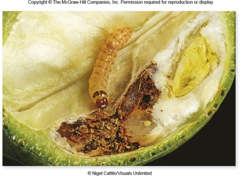 However, if a resistant bollworm mates with a susceptible bollworm, only some and sometimes none of the offspring will be