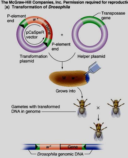 Transformation: the introduction of cloned DNA into flies P-elements used as vectors Insert fly DNA into intact P element and