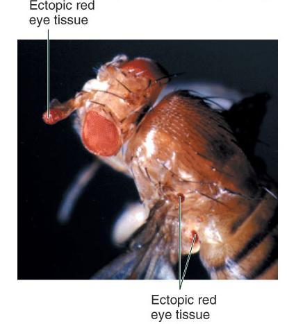 Ectopic expression of the eyeless gene in flies synthetic