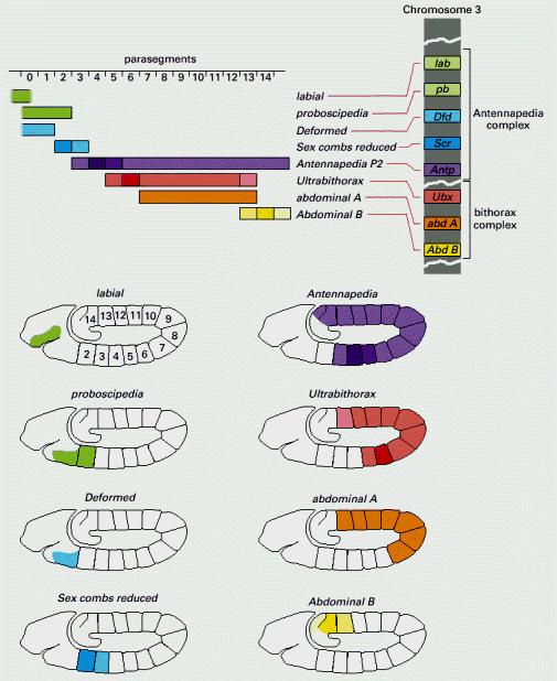Figure 21-43. The patterns of expression compared to the chromosomal locations of the genes of the Hox complex.