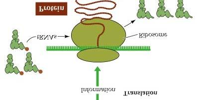 transcription occurs in the nucleus but translation occurs in the cytoplasm mrnas must