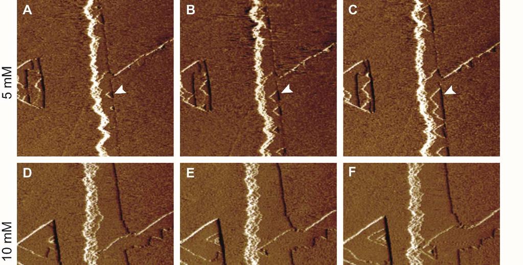 Figure S1: Time-lapse in situ AFM deflection images of a brucite surface