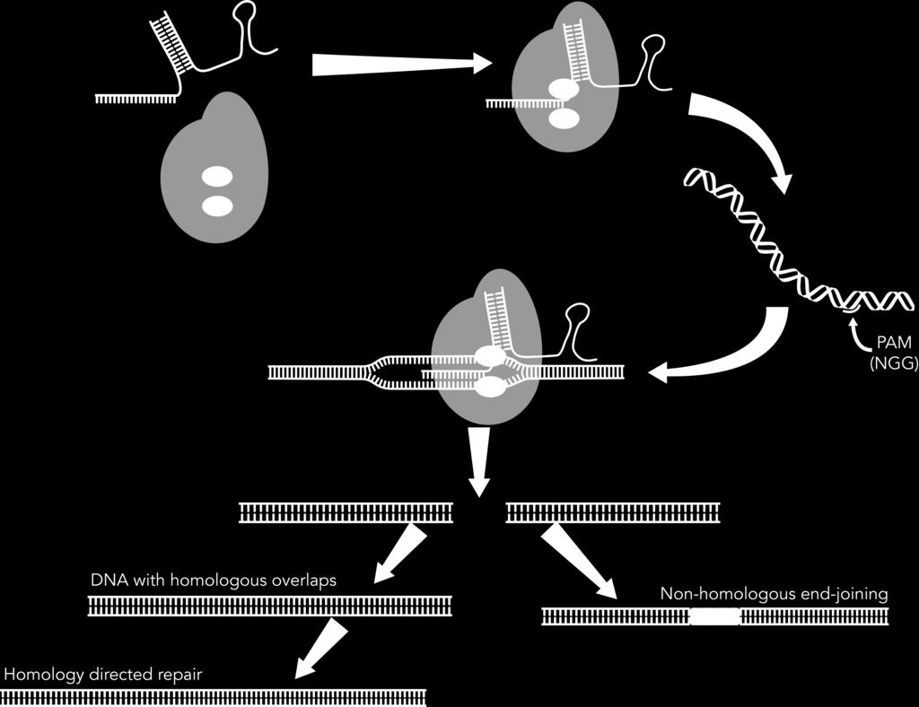 CRISPR editing Guide RNA Ribonucleoprotein (RNP) DNA repair pathways Non-homologous end joining (NHEJ)