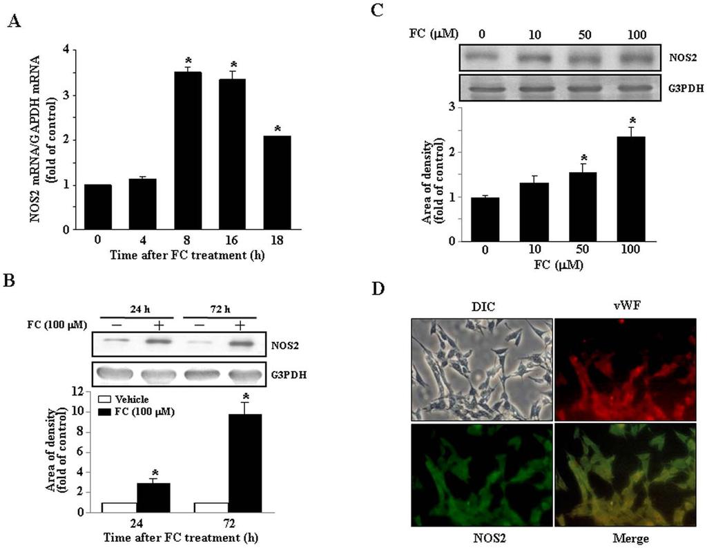 ROS in FC-Induced Upregulation of NOS2 Figure 2. Effects of FC on NOS2 expression in the CEC. (A) The levels of NOS2 mrna in the CEC were significantly increased at 8 h after FC treatment.