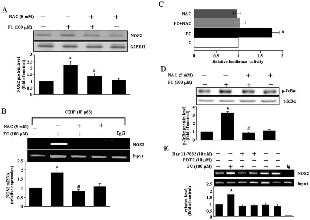ROS in FC-Induced Upregulation of NOS2 Figure 5. FC induces NFkB activation through increases of the levels of ROS and phosphorylated IkBa.
