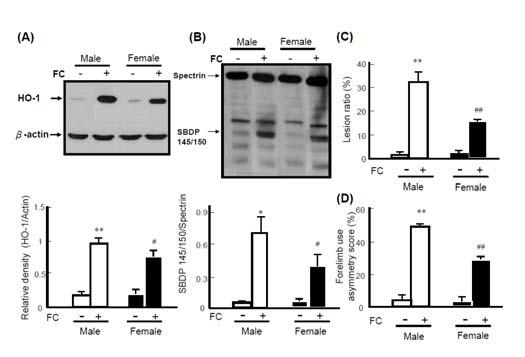 三 結果與討論 Fig. 1. FC induced higher levels of HO-1 expression and injury severity in CN of intact male mice than that of intact females. (A) Protein level of FC-induced HO-1.