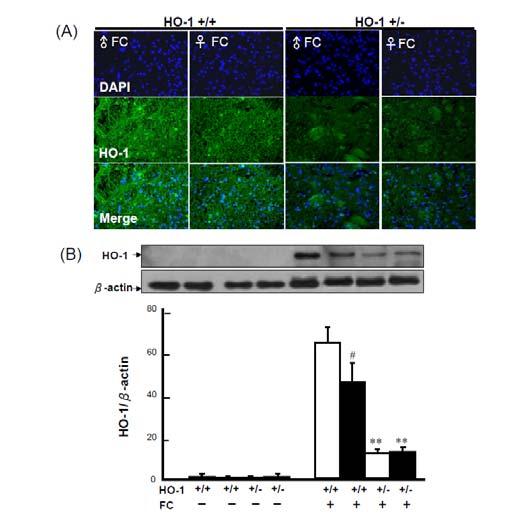 Fig. 3. Exogenous E 2 suppresses the FC-induced HO-1 expression in castrated male mice at both mrna and protein levels. (A) mrna levels of FC-induced HO-1. (B) Protein levels of FC-induced HO-1.