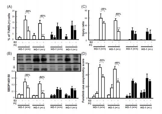 Figure 5. FC-induced CN injury in HO-1(+/-) male mice is lower than that in HO-1(+/+) male mice. (A) FC-induced DNA fragmentation in CN.