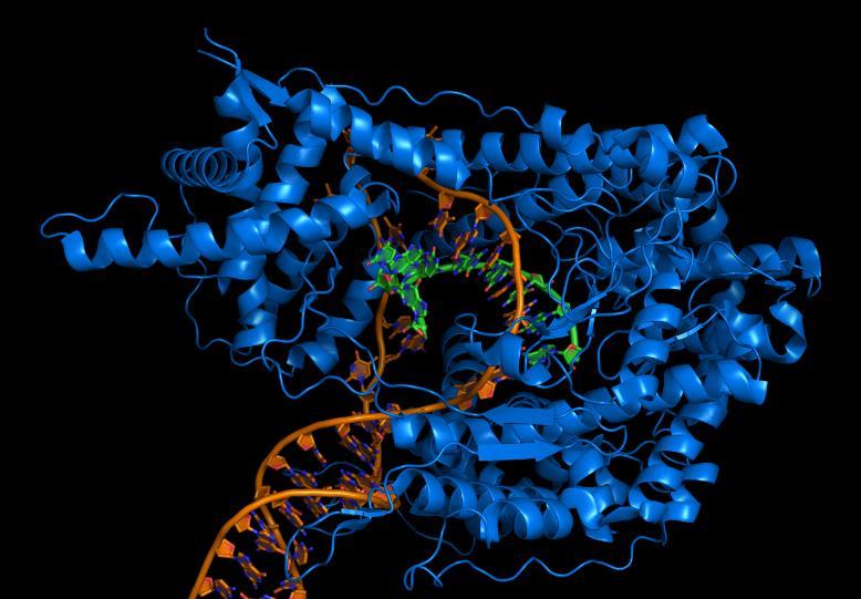 messenger RNA by RNA polymerase.