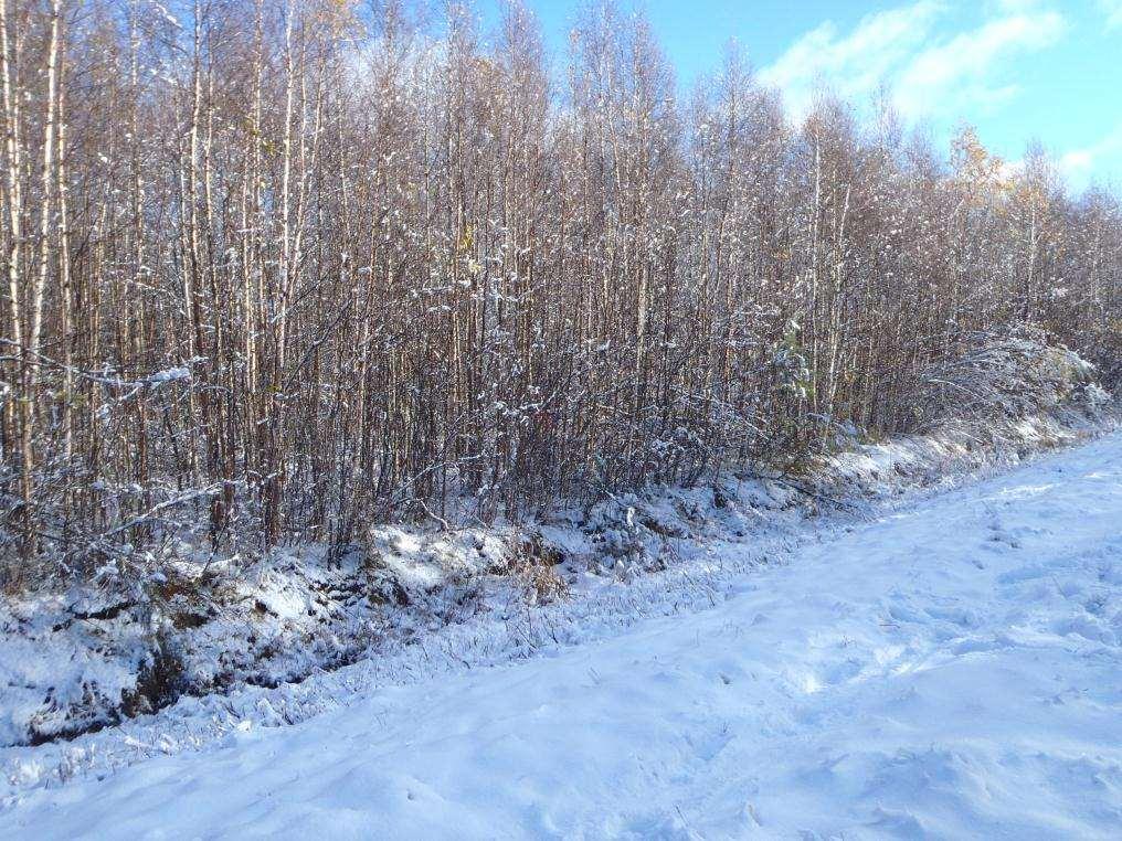 Biomass production of downy birch stands on cut-away peatlands Hirvineva case Hirvineva (at Liminka, south of Oulu) is one of the oldest peat production areas in Finland We located naturally