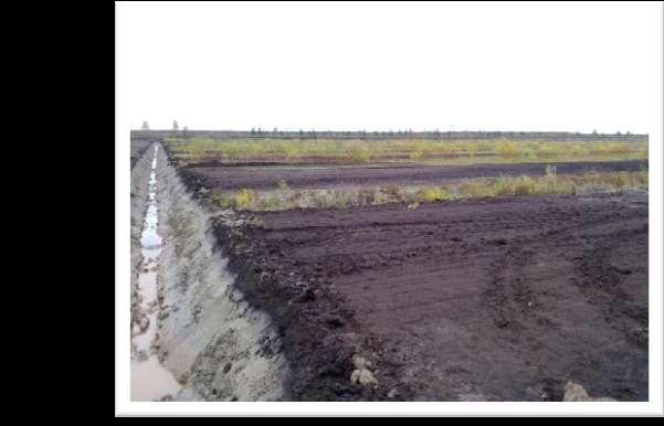 Properties of cut-away peatlands for wood production 2500 ha released from peat production annually Important properties Good drainage (hydrology) Peat thickness