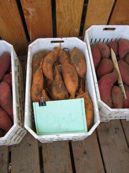 National Sweetpotato Collaborators Variety Trials Entries for 2013: Orleans (L05-111)