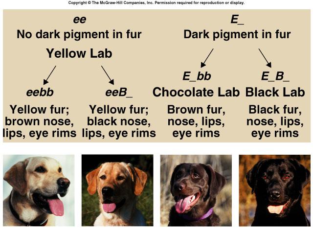 Epistasis in Labrador retrievers 2 genes: (E,e) & (B,b) u pigment (E) or no