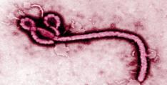 any other US government agency 1 Ebola virus outbreak, 2014 - Public Health Crisis Deadly epidemic spreading