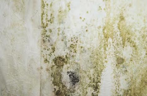 cause health hazards. WALL SHOWING SIGNS OF DAMP Mould can build up and may eventually contaminate the plasterboard.