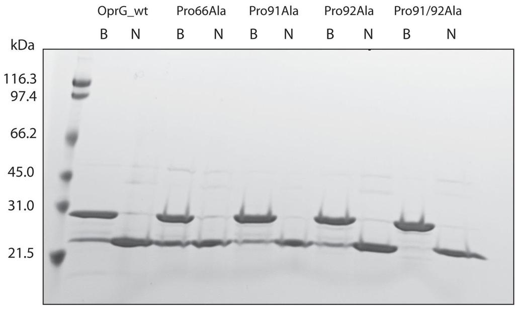 Figure S1B, related to Figure 1. Refolding of OprG and OprG proline mutants into DHPC micelles.