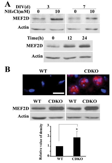 Supplementary figures and legends Fig. S1. Modulation of MEF2D levels in neurons. (A) Inhibition of MEF2D degradation by blocking autophagy.