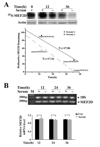 Fig. S2. The effects of serum deprivation on MEF2D transcript and protein. (A) Serum deprivation-induced turnover of metabolically labeled MEF2D.