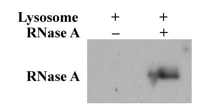 Fig. S4. Lysosomal binding and uptake of RNase A.