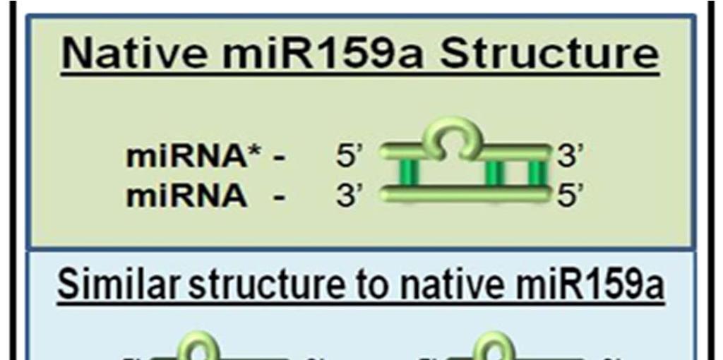 amirna construct design Engineered 6 N gene targeting amirna constructs and 6