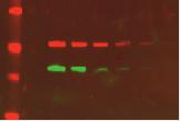 Detection was performed using IRDye labeled secondary antibodies and the Odyssey Infrared Imager. (A) GAPDH; Odyssey Nitrocellulose.